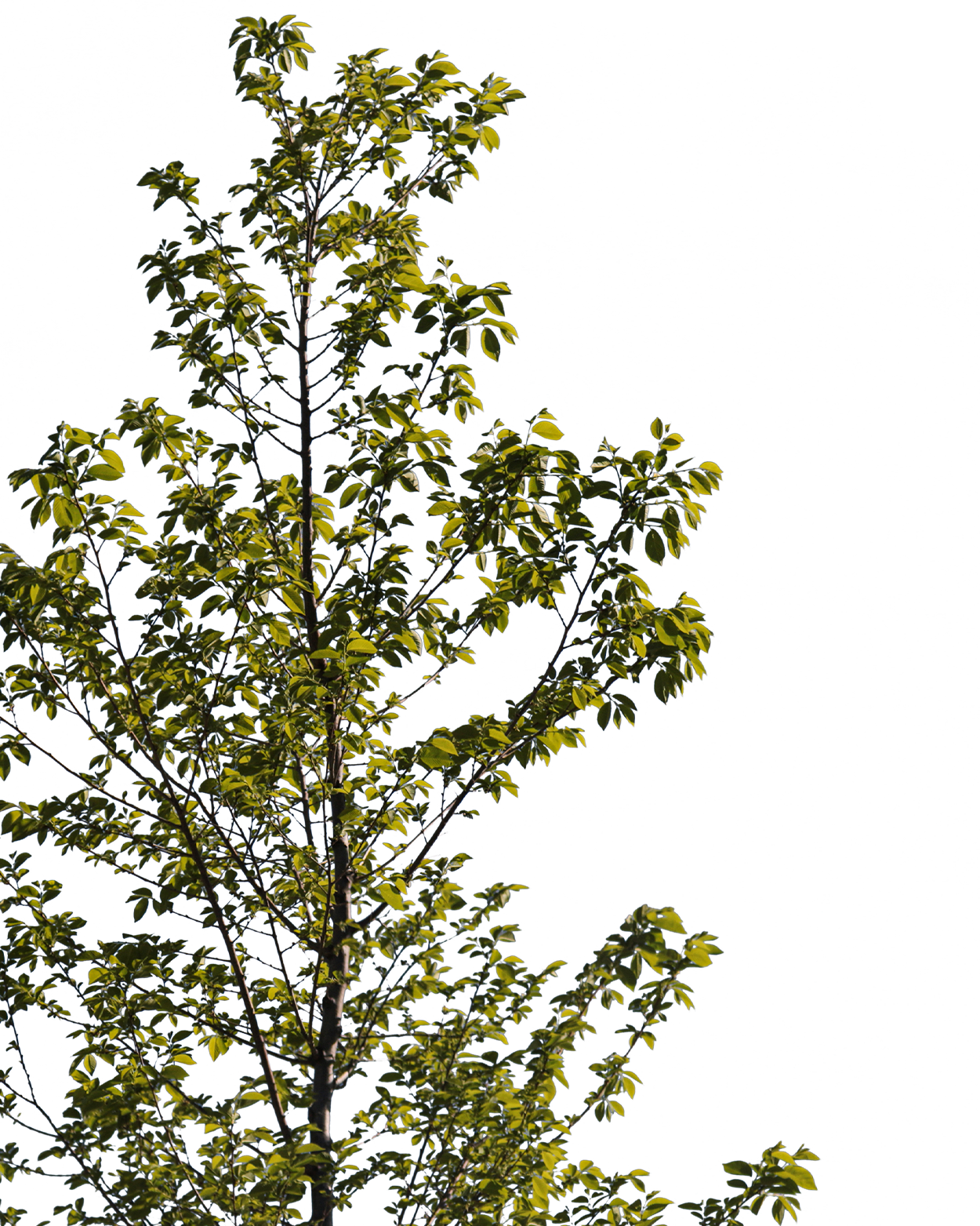 Carpinus betulus S01