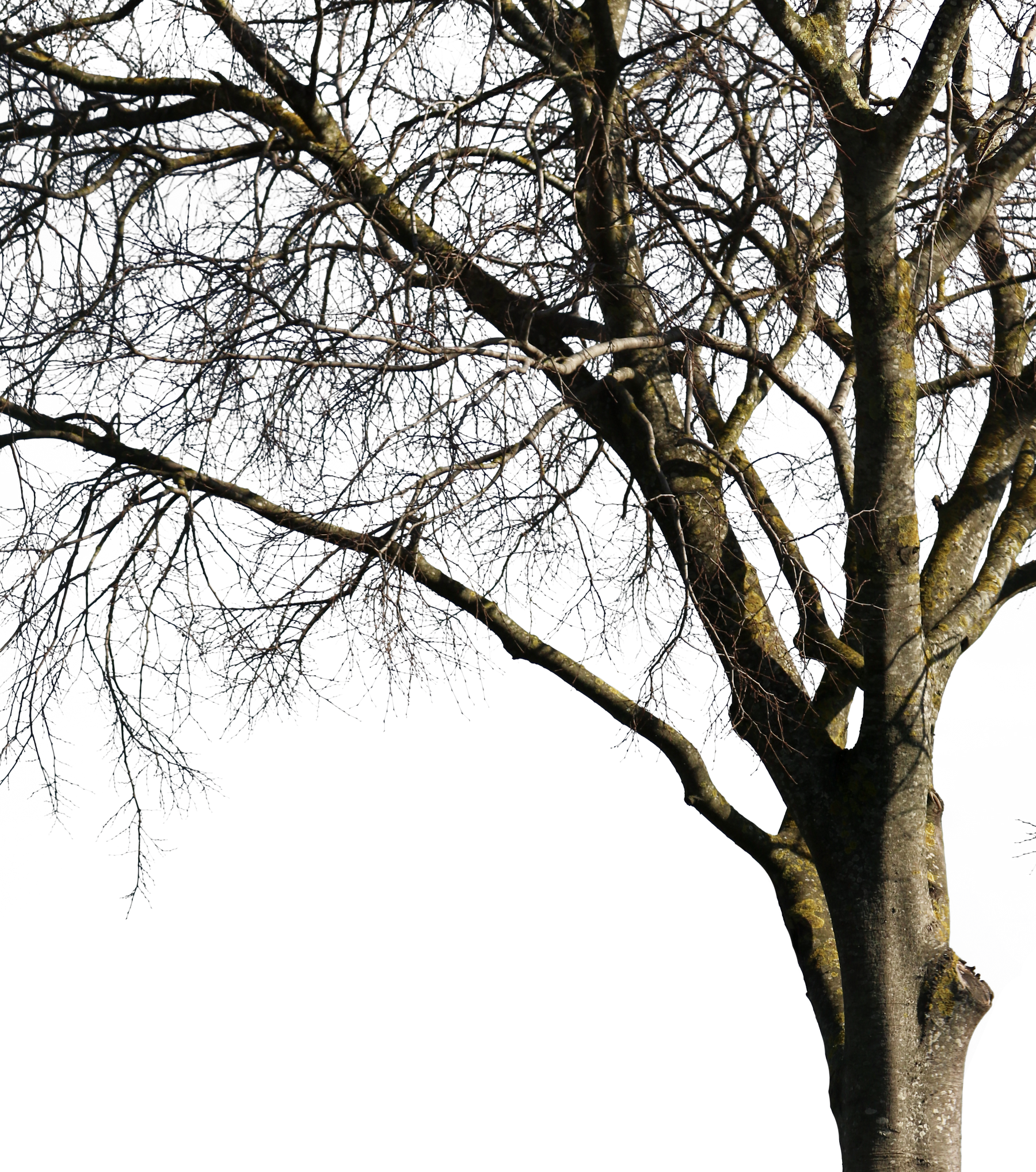 Celtis australis Winter III - cutout trees