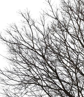 Celtis australis Winter IV - cutout trees
