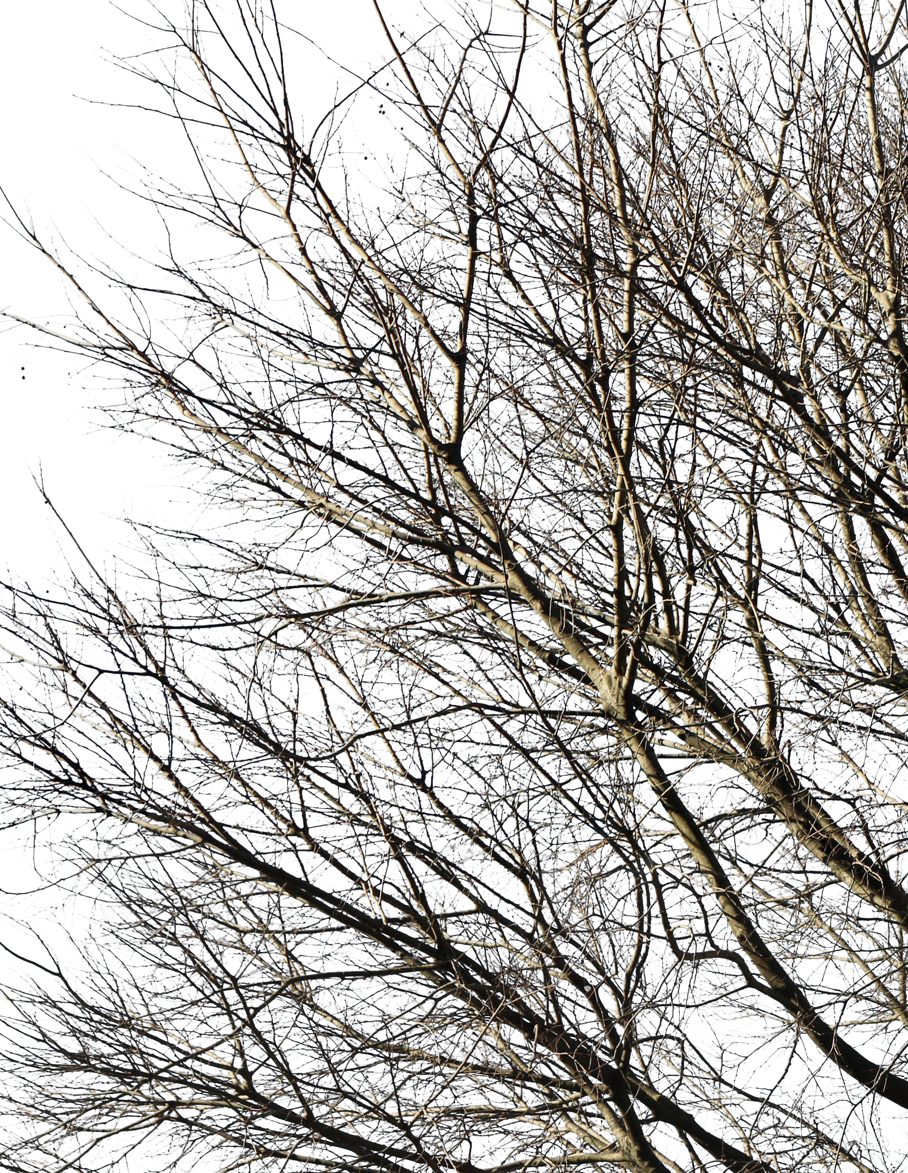 Celtis australis Winter V - cutout trees