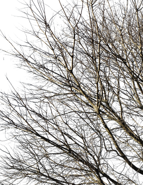 Celtis australis Winter V - cutout trees
