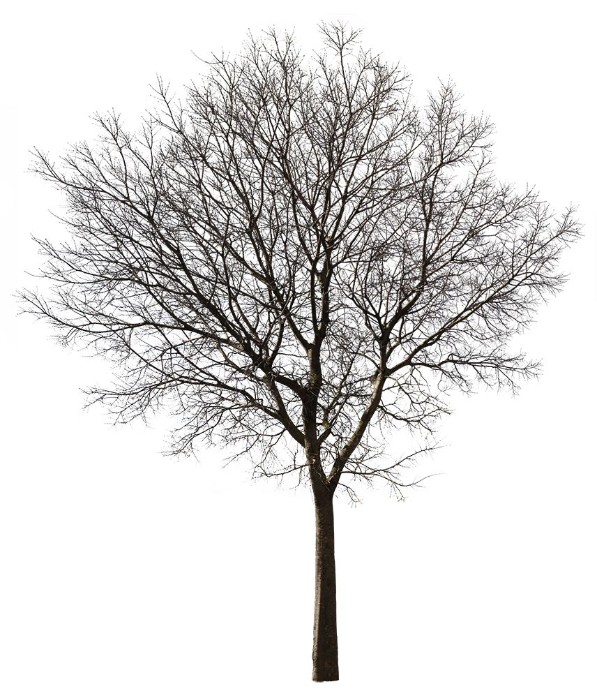 Celtis australis Winter IV - cutout trees