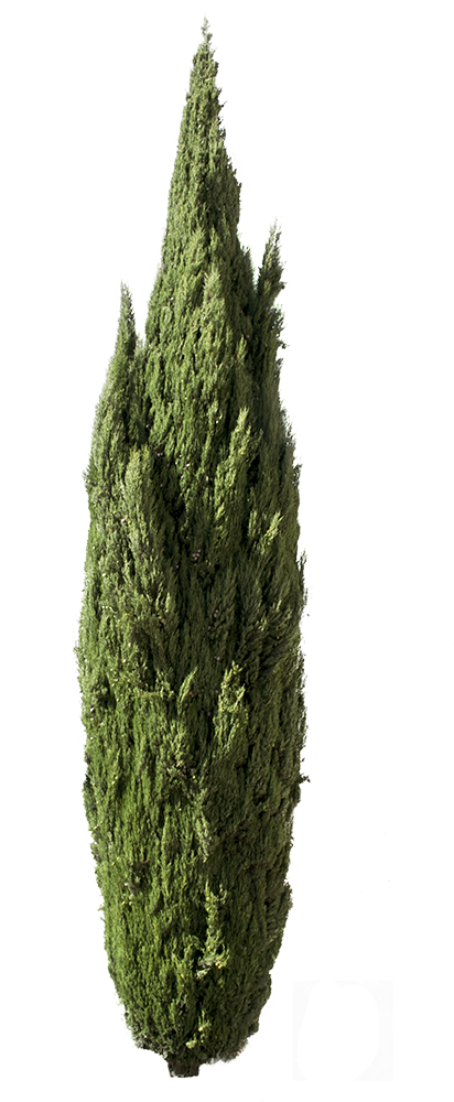 Cupressus sempervirens tree III - cutout trees