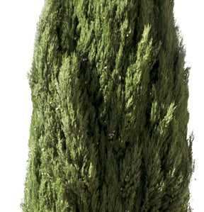 Cupressus sempervirens tree III - cutout trees