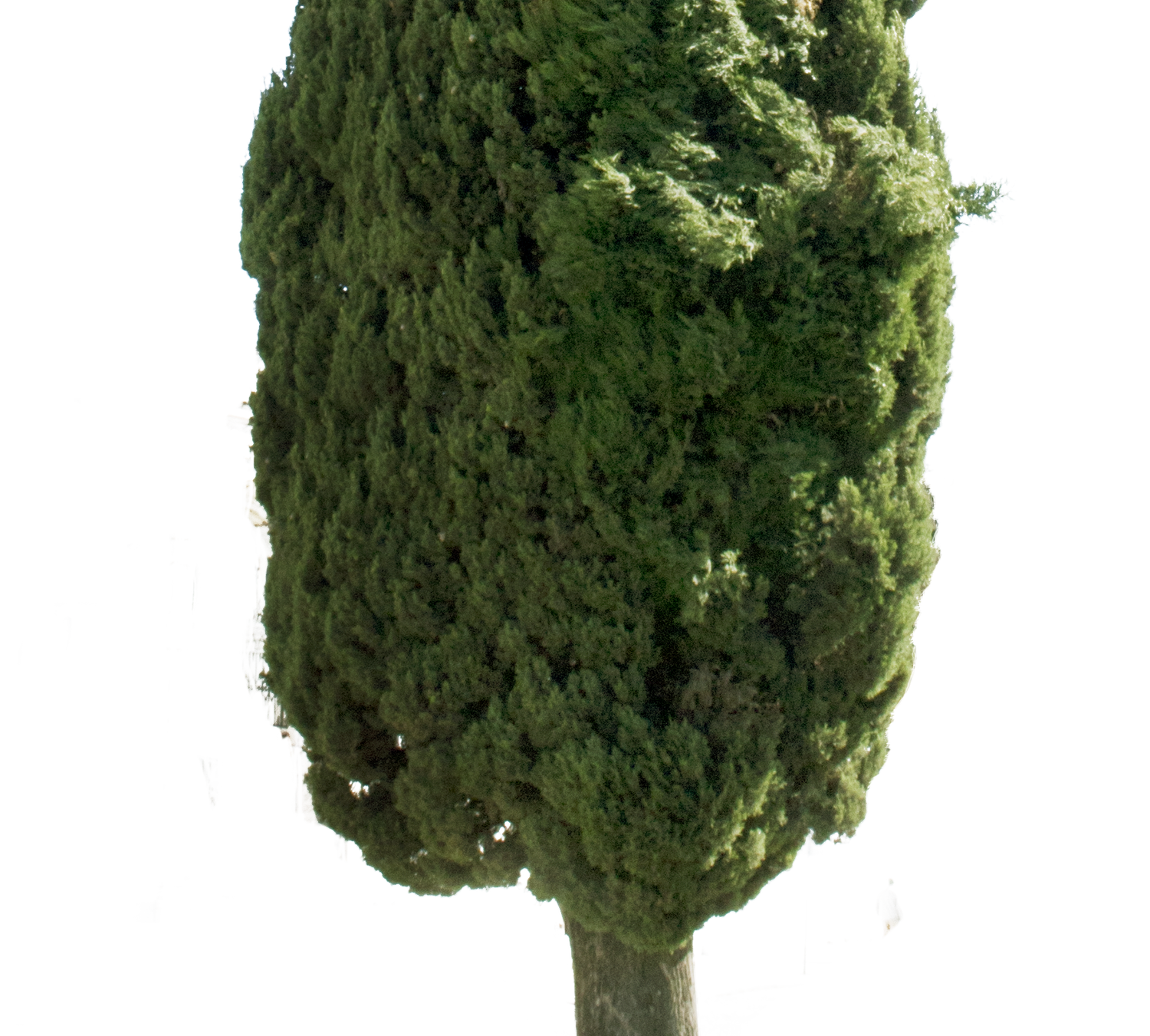 Italian Cypress Tree PNG — Cupressus sempervirens – Cutout|trees