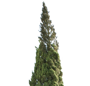 Cupressus sempervirens tree II - cutout trees