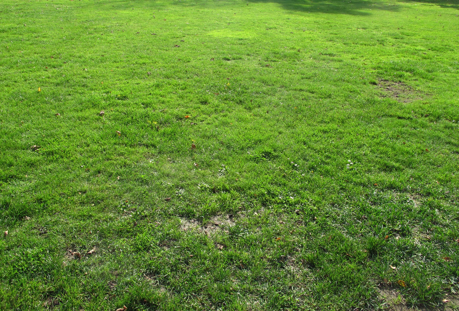 Green lawns -  15 photos pack - cutout trees
