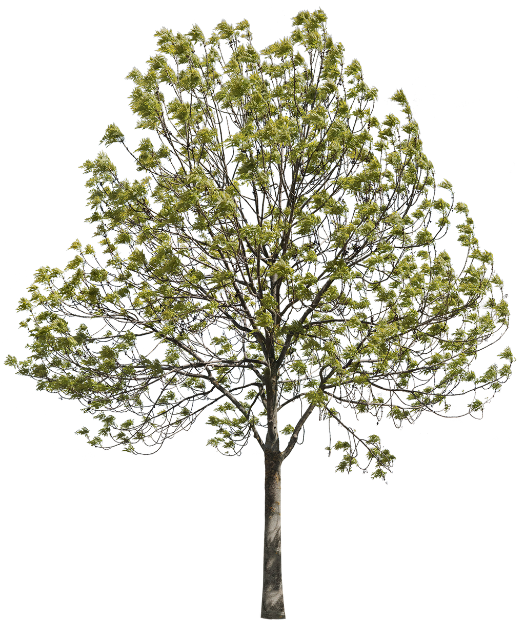 fraxinus-excelsior-l05_1024x.