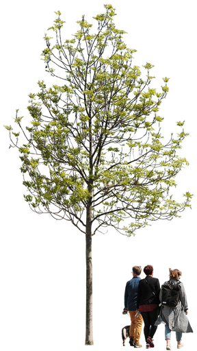 Fraxinus excelsior m01 - cutout trees