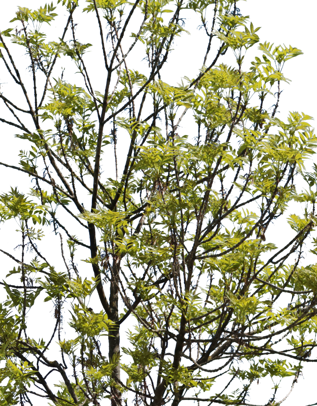 Fraxinus excelsior m01 - cutout trees