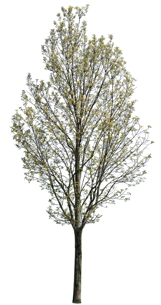 Fraxinus excelsior m02 - cutout trees