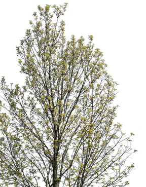 Fraxinus excelsior m02 - cutout trees