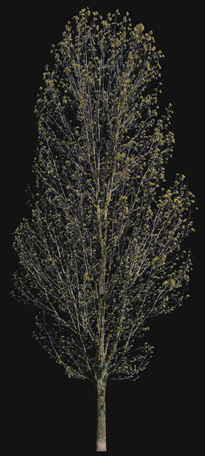 Fraxinus excelsior m03 - cutout trees
