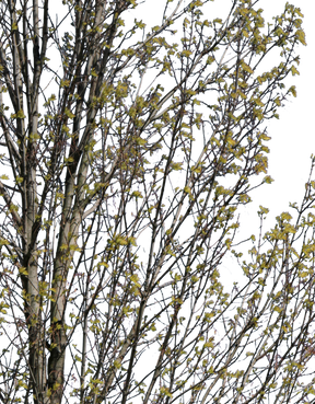 Fraxinus excelsior m03 - cutout trees