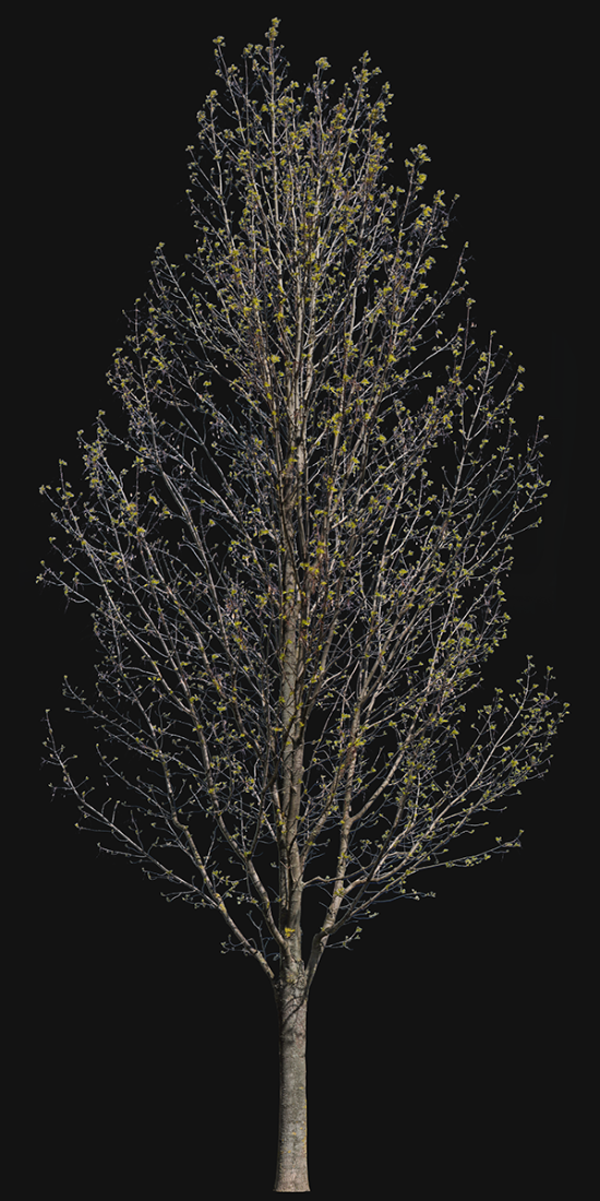 Fraxinus excelsior m04 - cutout trees