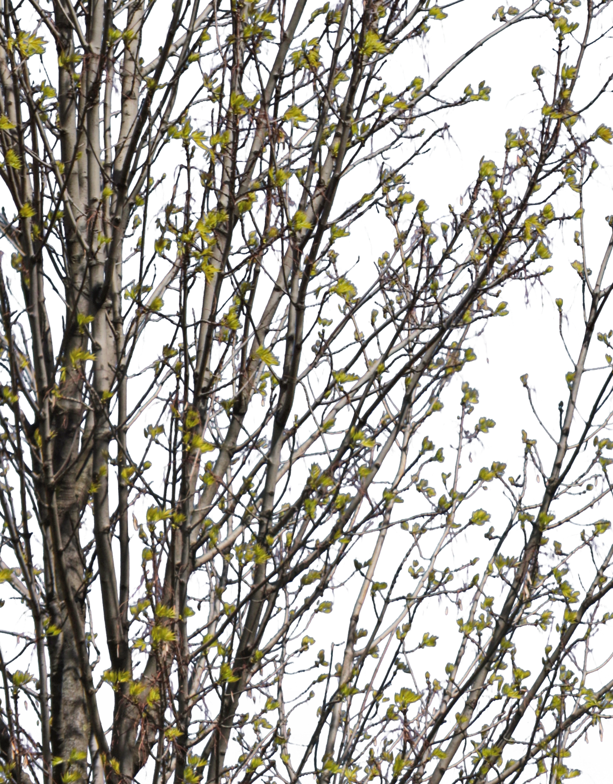 Fraxinus excelsior m04 - cutout trees