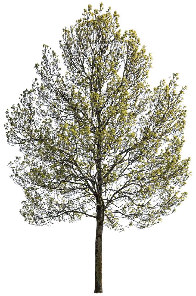 Fraxinus excelsior m05 - cutout trees