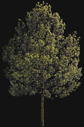 Fraxinus excelsior m05 - cutout trees