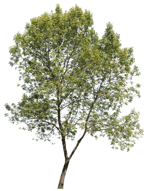 Fraxinus excelsior m06 - cutout trees