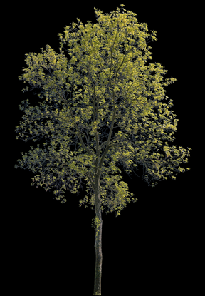 Fraxinus excelsior m07 - cutout trees