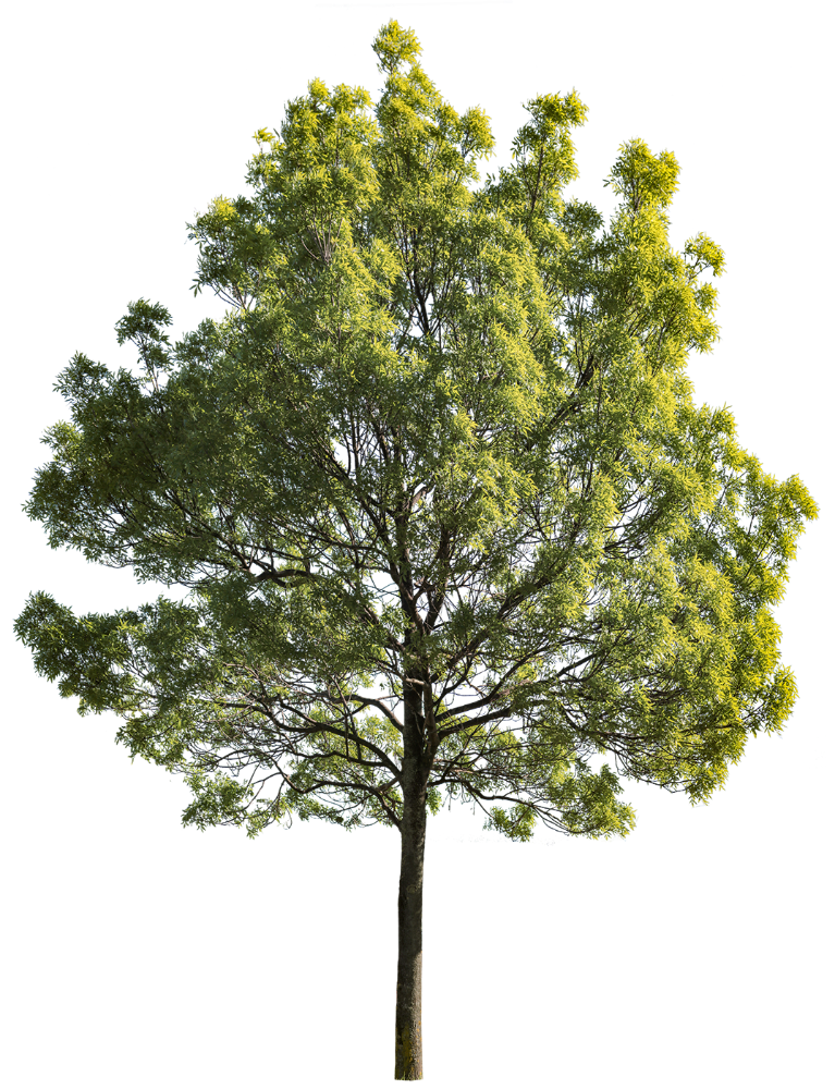Fraxinus excelsior m09 - cutout trees