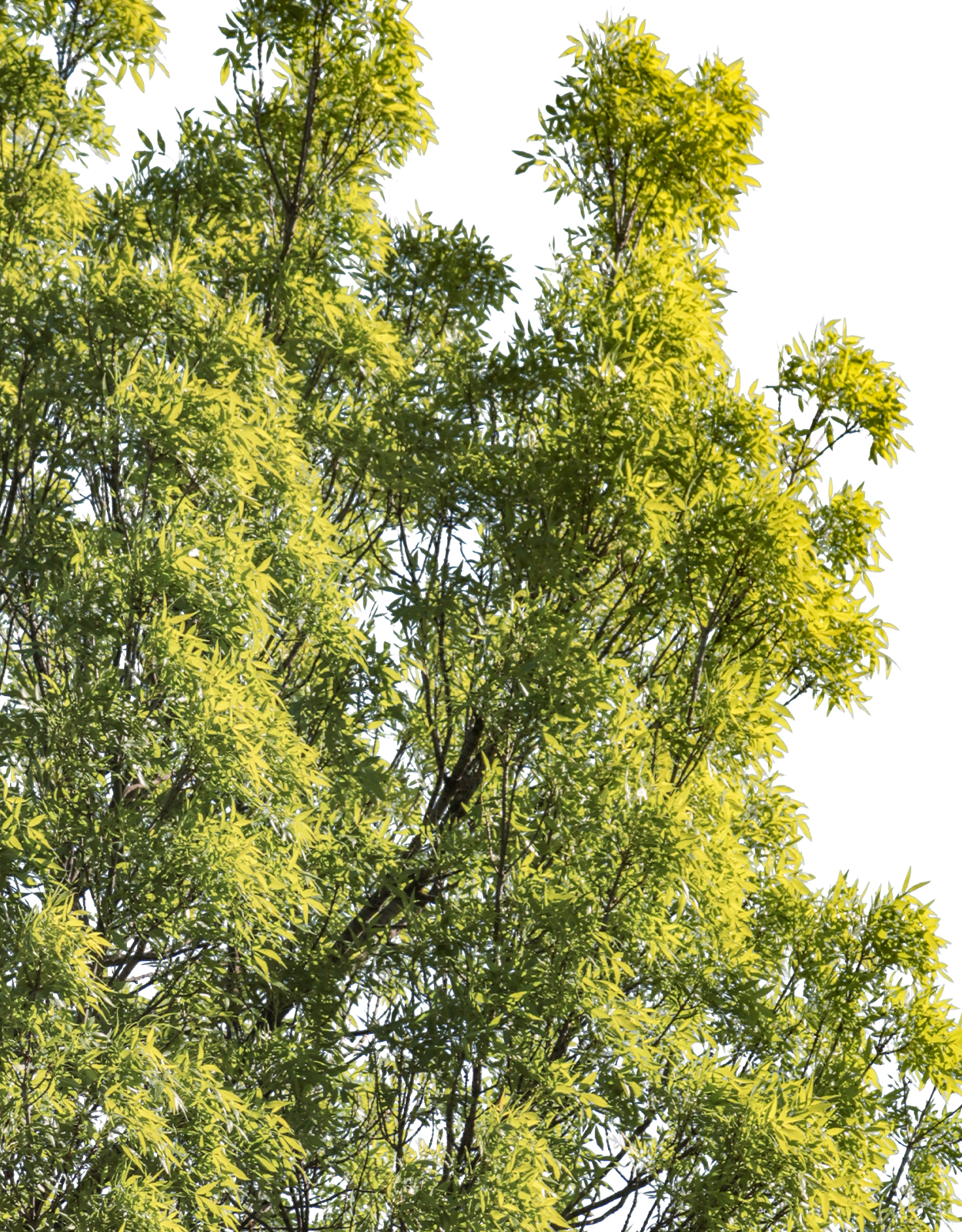 Fraxinus excelsior m09 - cutout trees