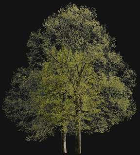 Group Diverse trees l01