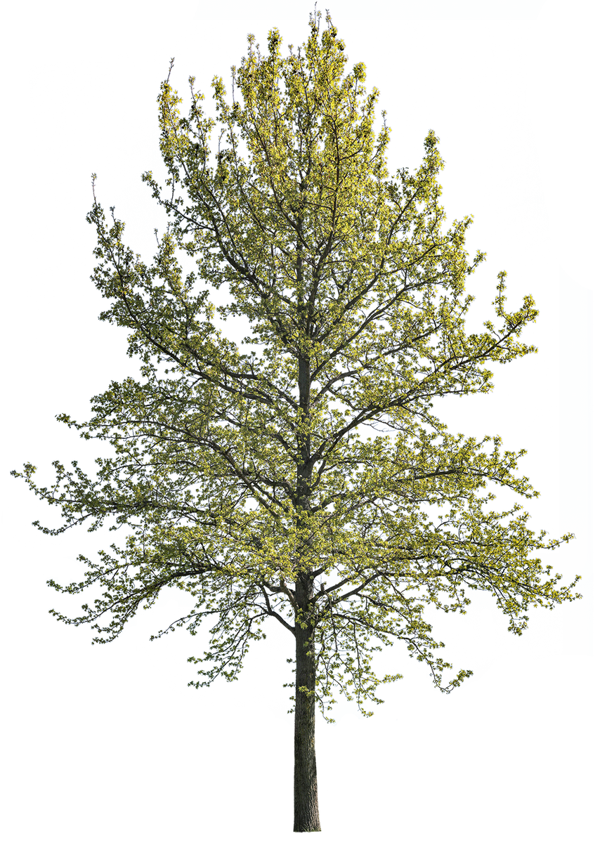 Liquidamber styraciflua l01 – Cutout|trees