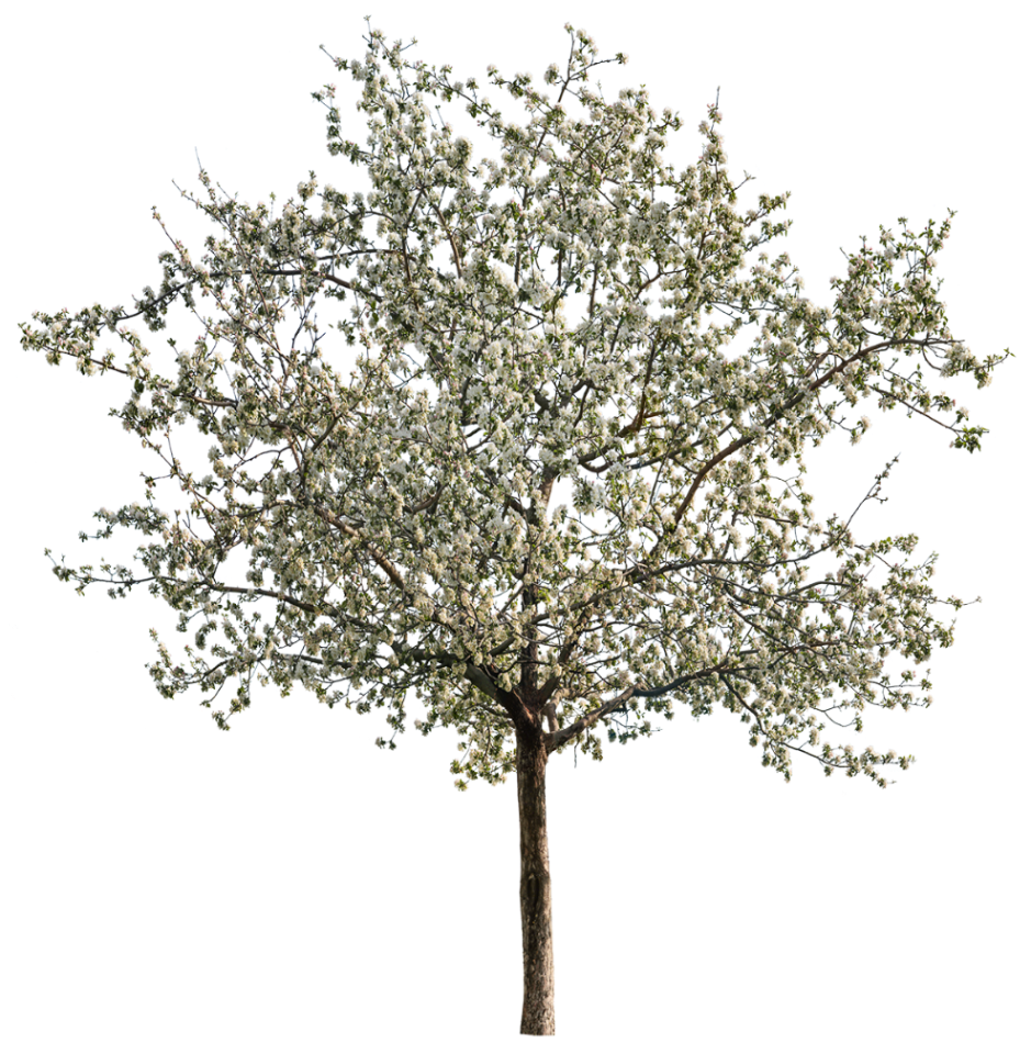 Malus sp. m01 - cutout trees