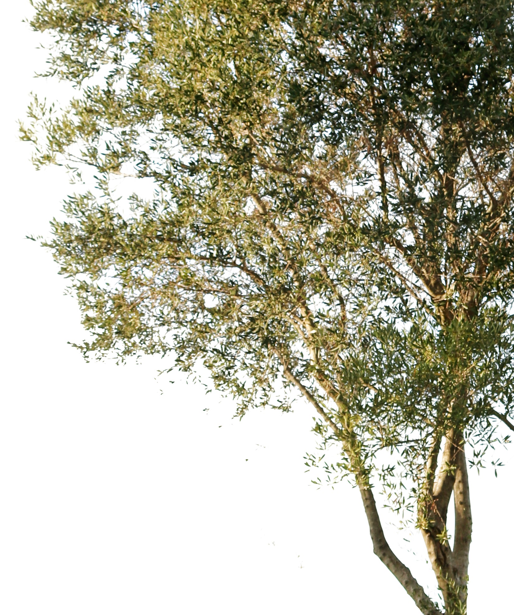 Olea europaea sylvestris - cutout trees