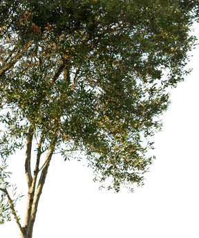 Olea europaea sylvestris - cutout trees