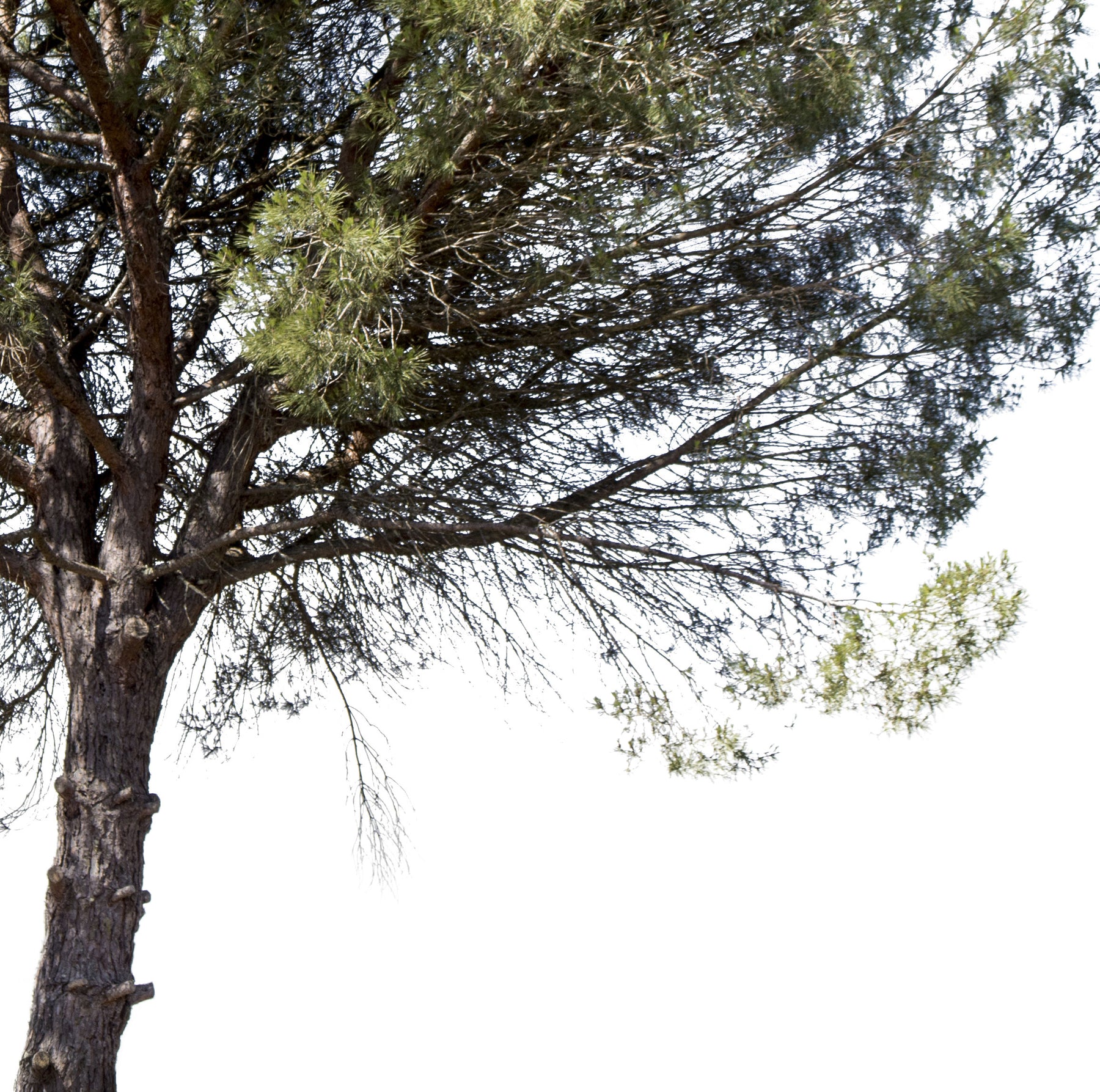 Pinus pinea - cutout trees