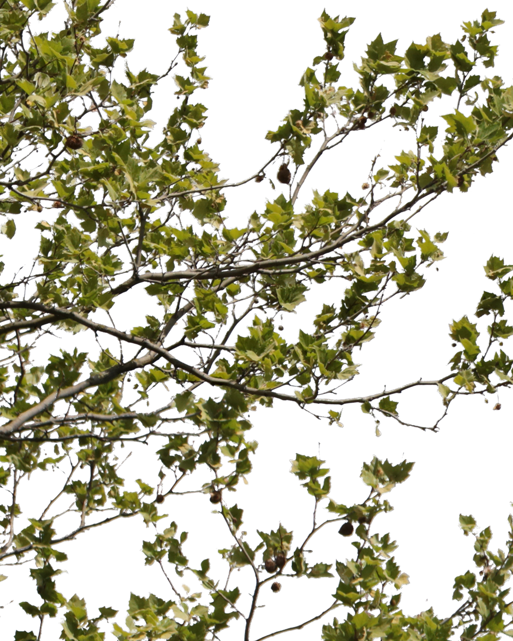 Platanus acerifolia S03