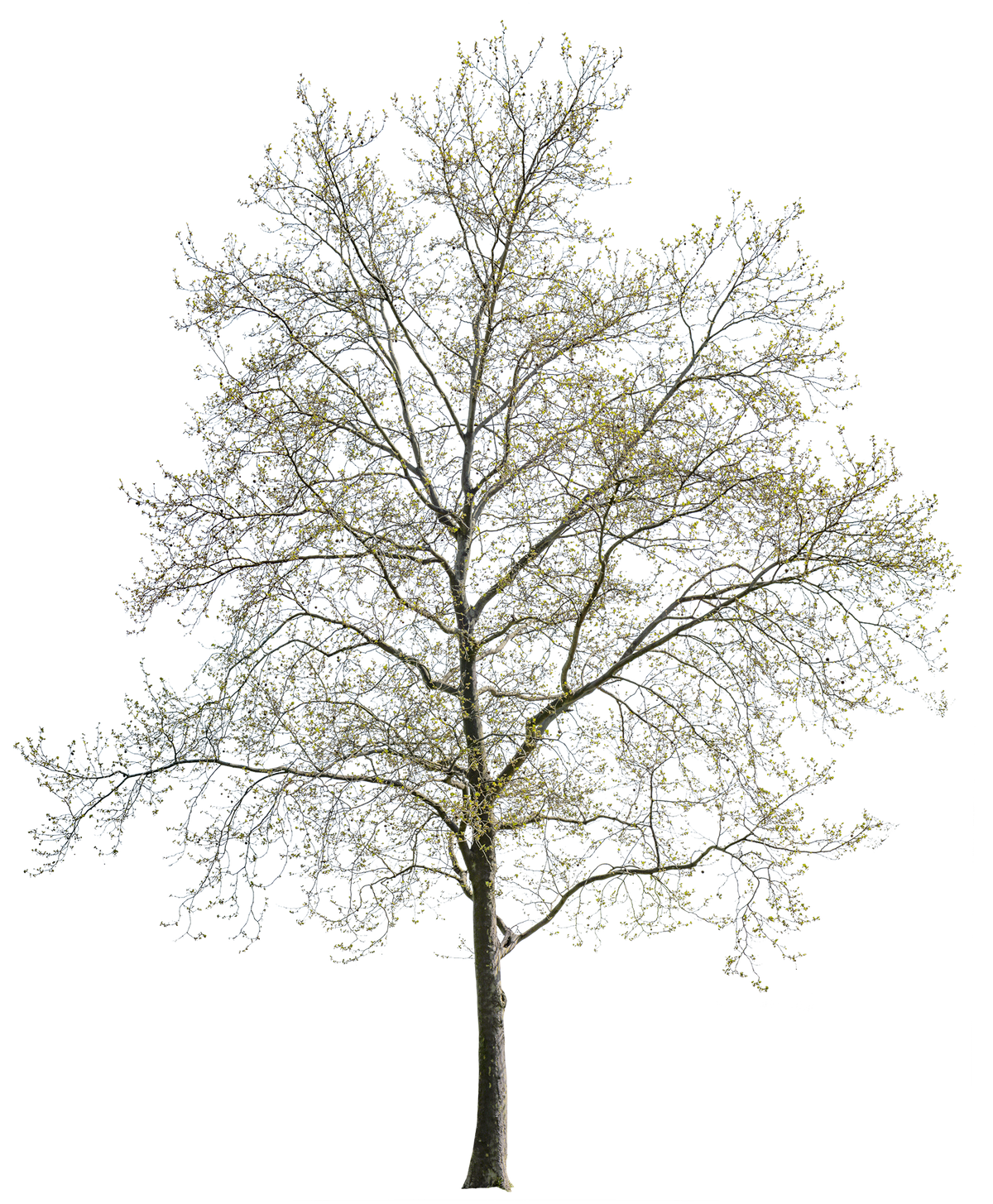 Platanus acerifolia l01