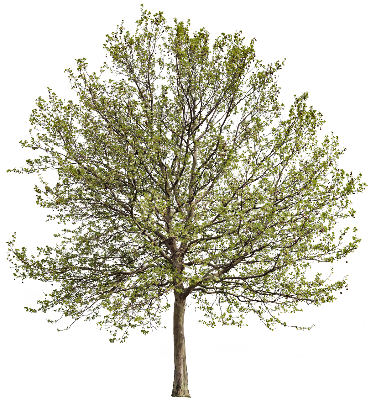 Platanus acerifolia l02