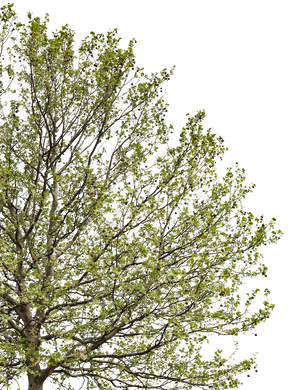 Platanus acerifolia l02