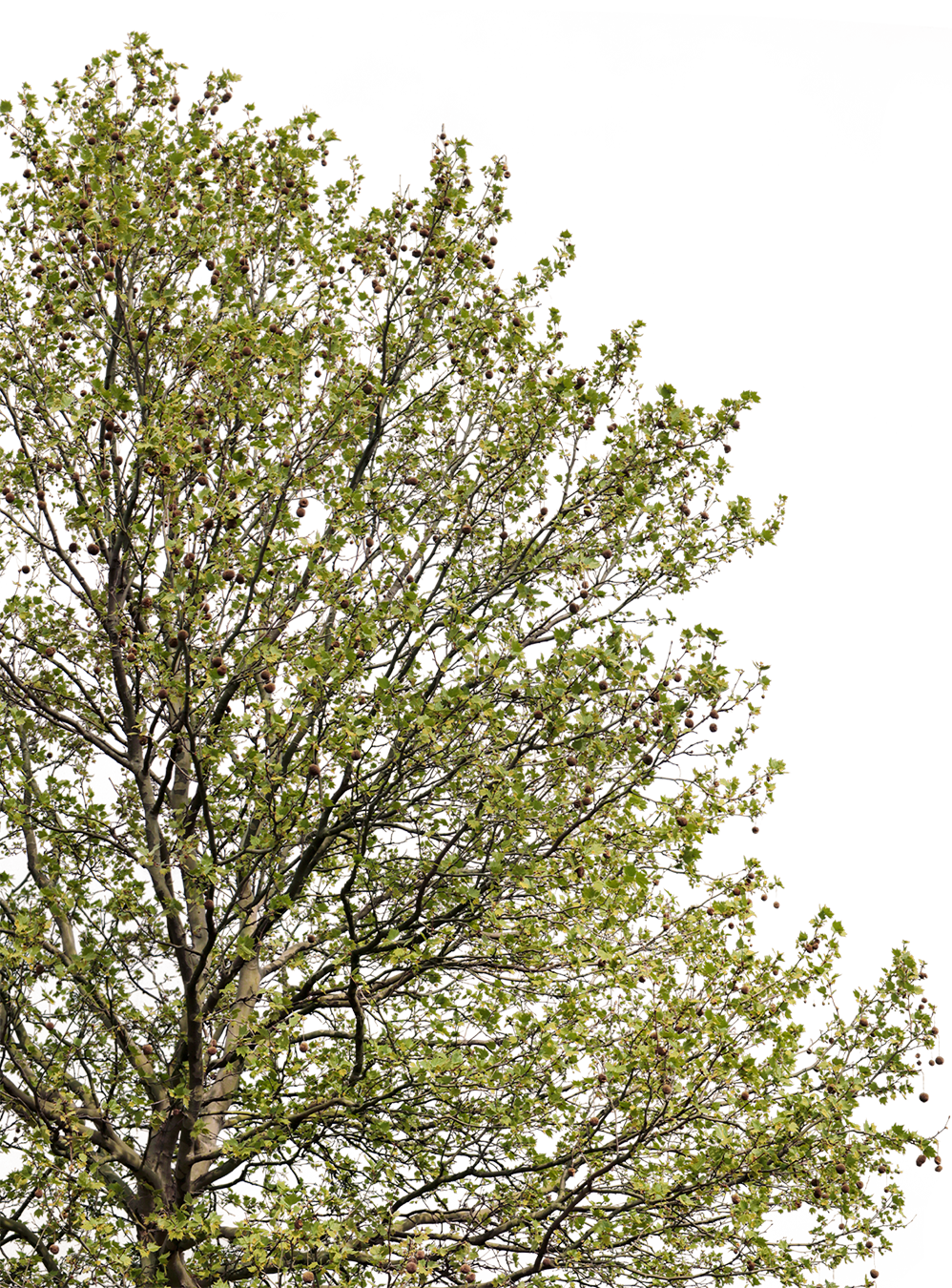 Platanus acerifolia l03