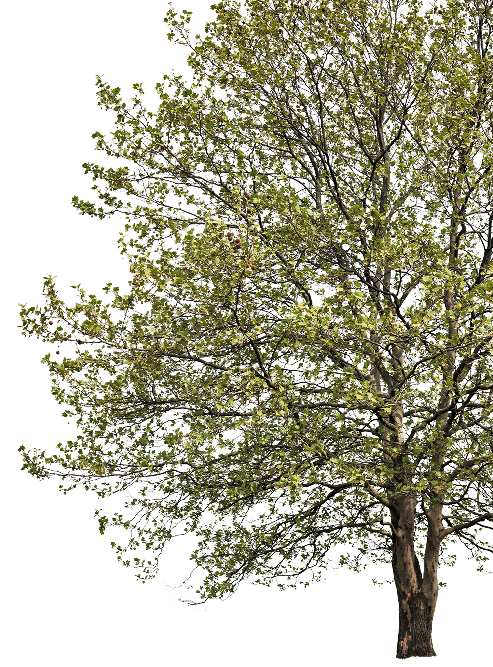 Platanus acerifolia l04