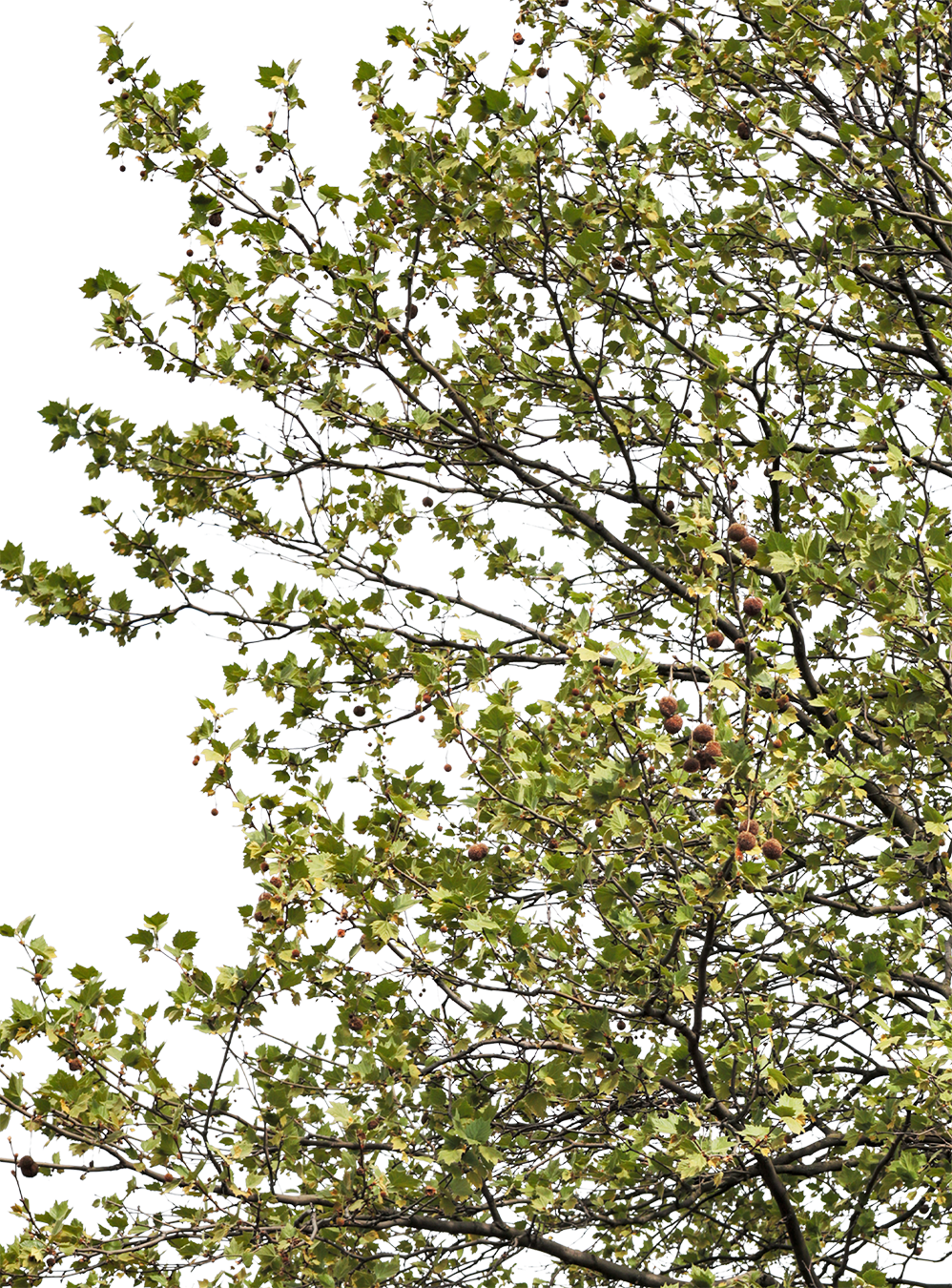 Platanus acerifolia l04