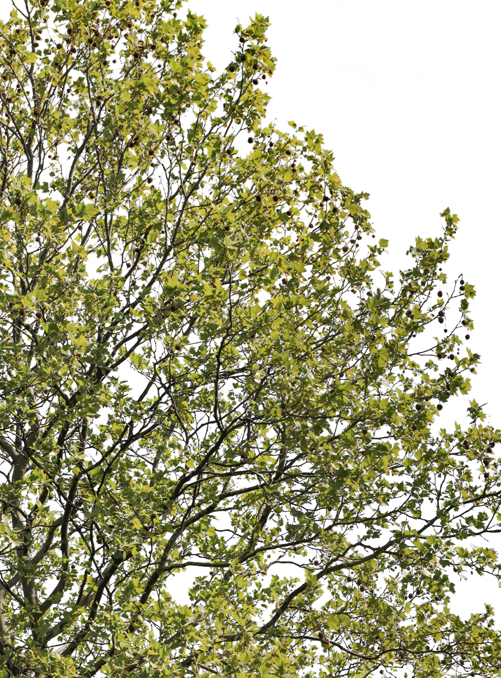 Platanus acerifolia l05