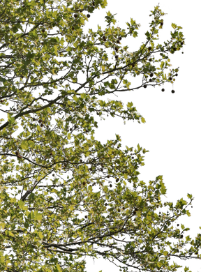 Platanus acerifolia l05