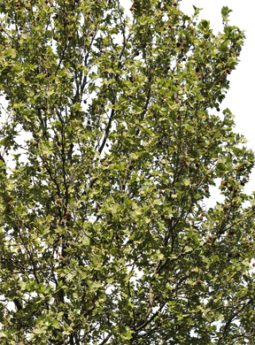 Platanus acerifolia l06