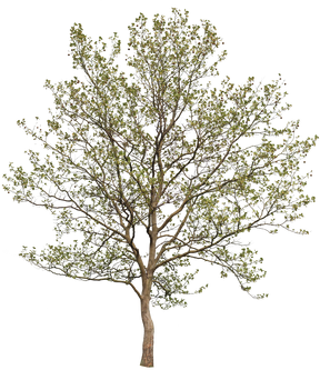 Platanus acerifolia m05 - cutout trees