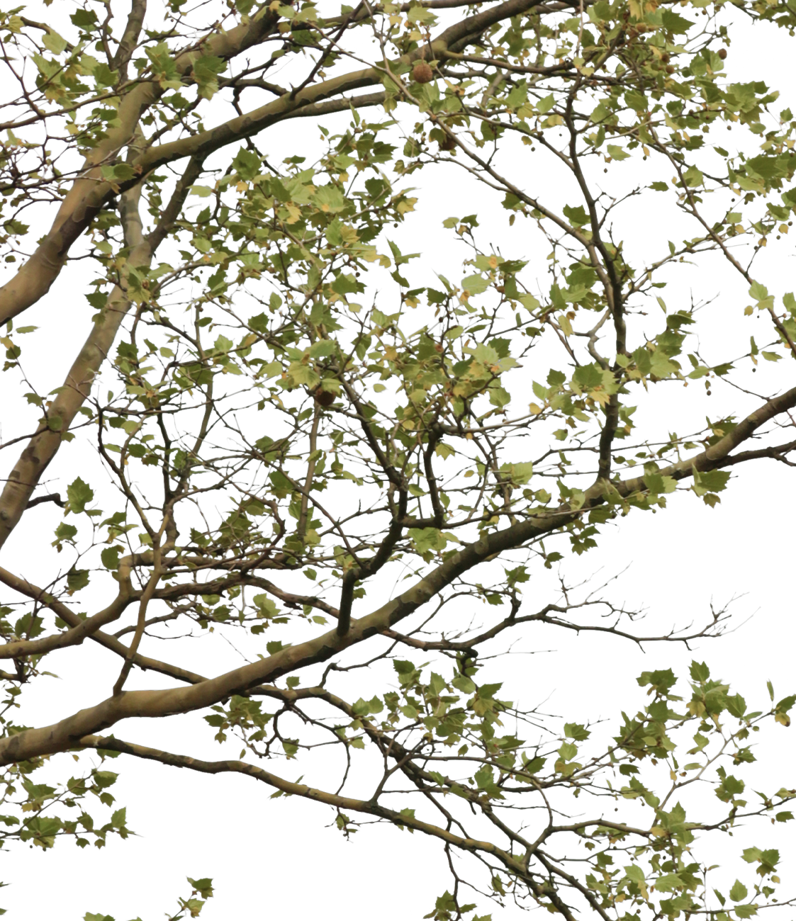 Platanus acerifolia m05 - cutout trees