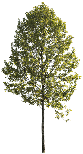 Platanus acerifolia m10 - cutout trees