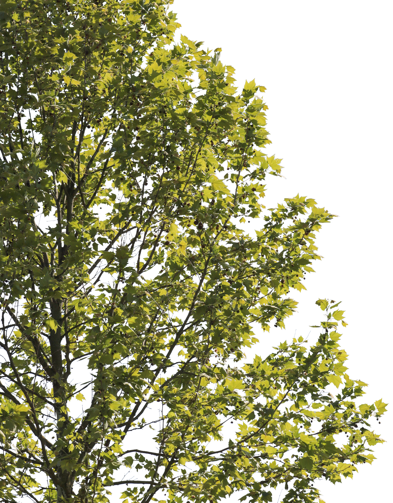 Platanus acerifolia m10 - cutout trees