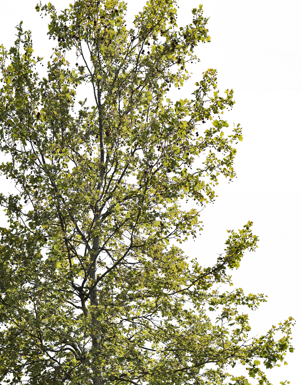 Platanus acerifolia m11 - cutout trees