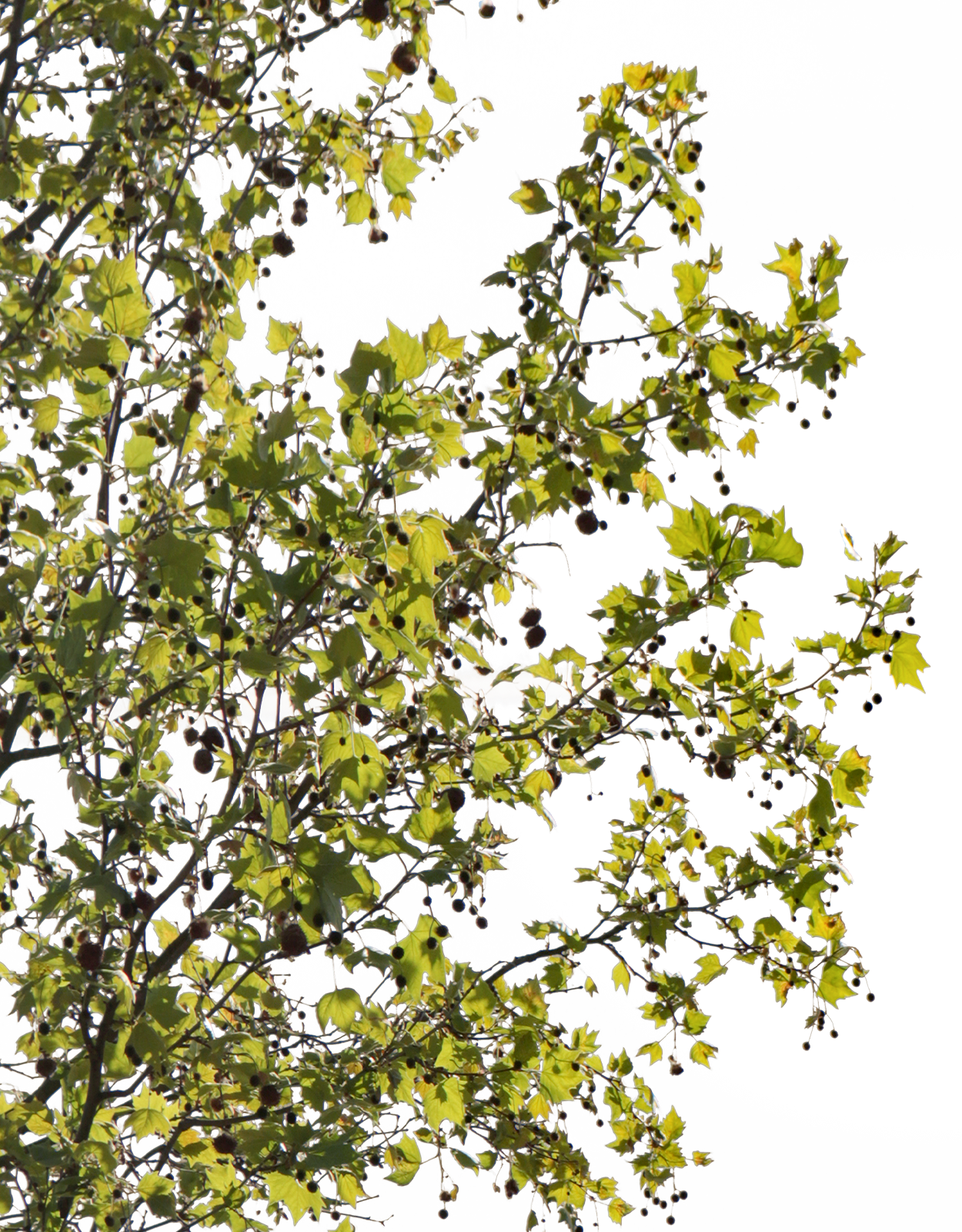 Platanus acerifolia m11 - cutout trees