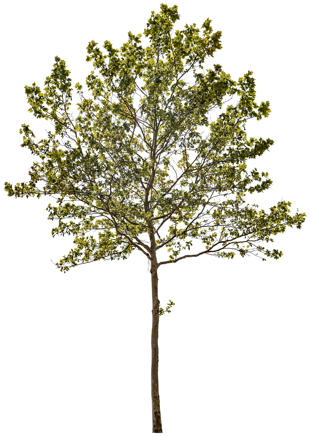 Platanus acerifolia m12 - cutout trees