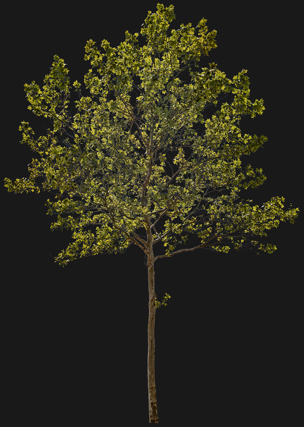 Platanus acerifolia m12 - cutout trees